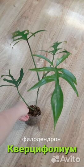 Филодендон 'Quercifolium'