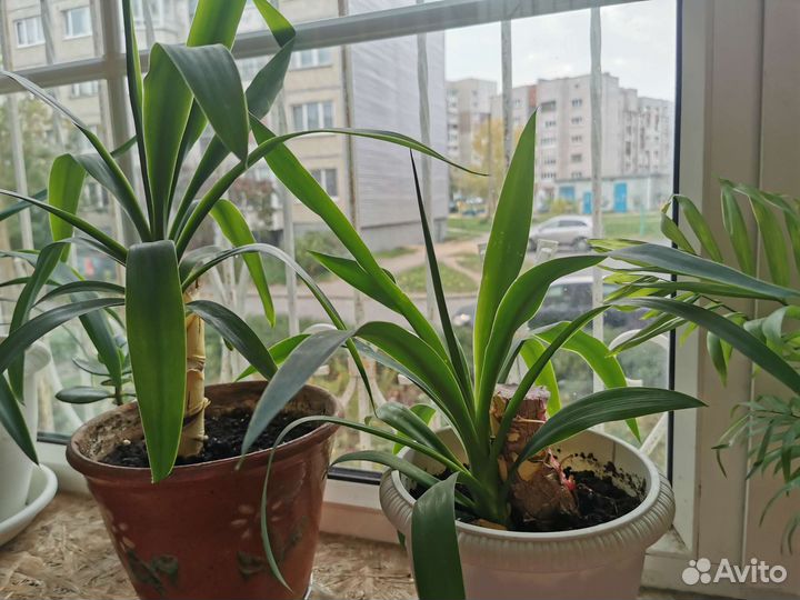 Пальма юкка