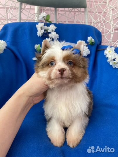 Мерле йорк девочка 2 голубых глаза шокоберри