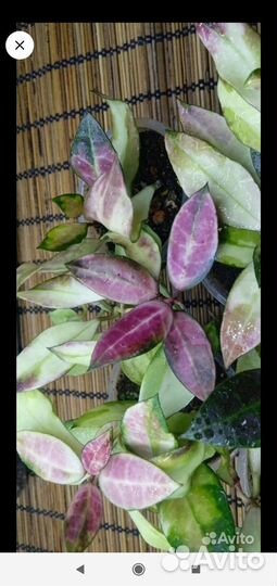 Хойи, взрослая дисхидия