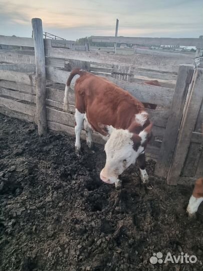 Телята телочки