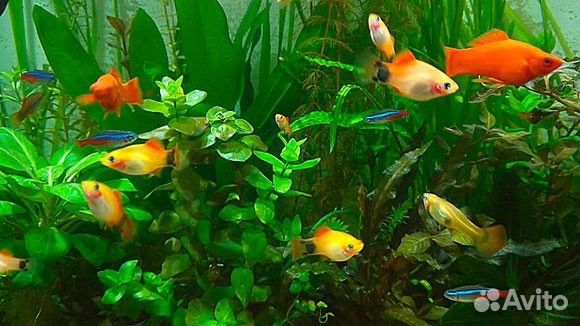 Аквариумные рыбки и растения