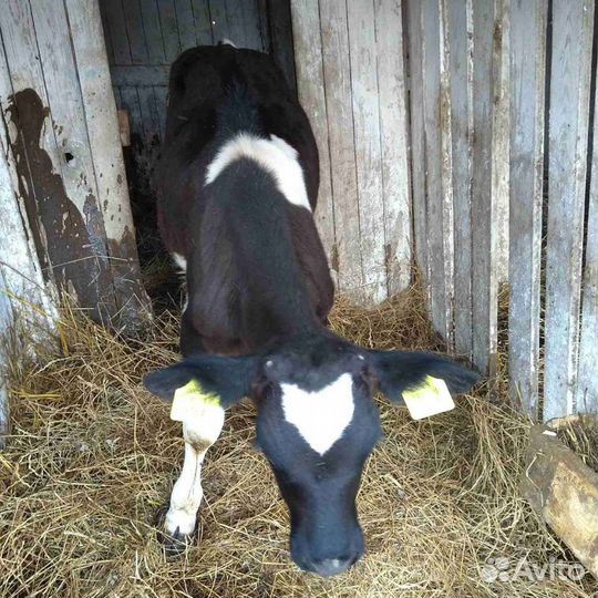 Продам отличных бычков телок