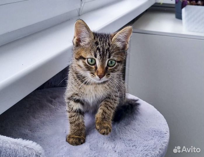 Тигруша - котенок-мальчик табби в хорошие руки