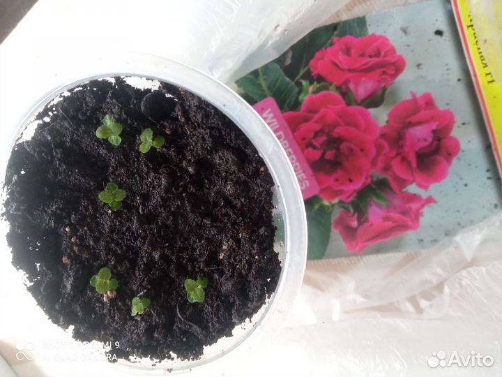 Глоксиния махровая