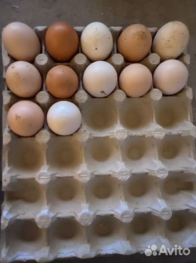 Домашние куриные яйца