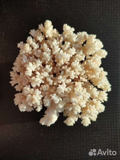 Коралл поциллопора