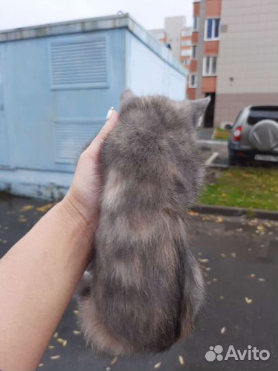 Котёнок девочка