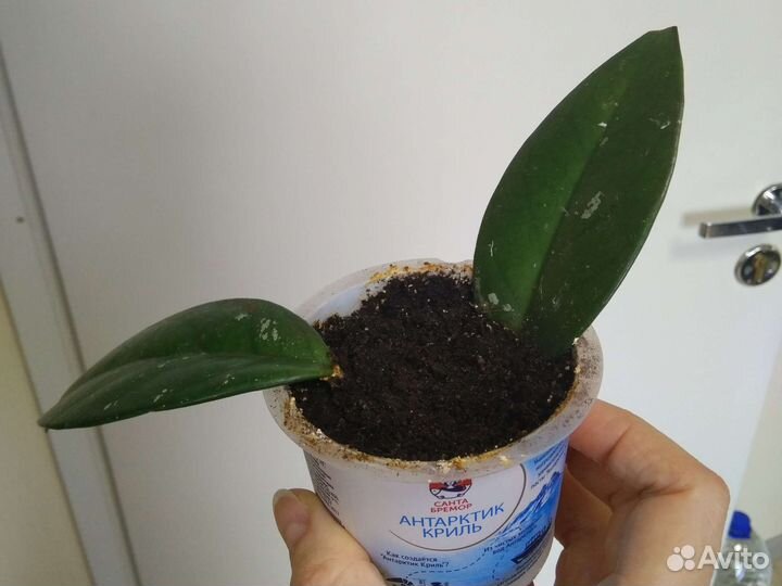 Хойа и сансевиерия