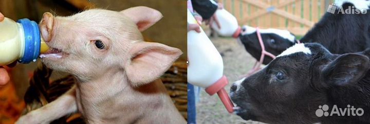 Заменитель Цельного Молока для Телят и Поросят