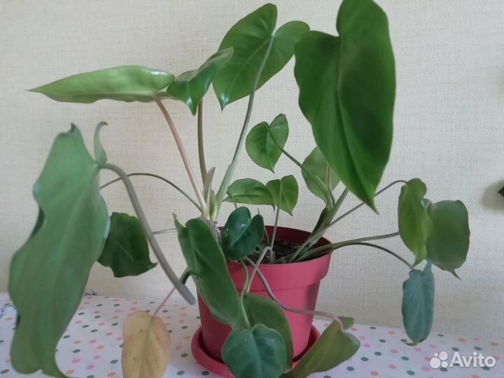 Филодендрон