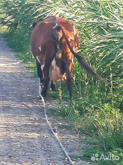 Корова высокоудойная