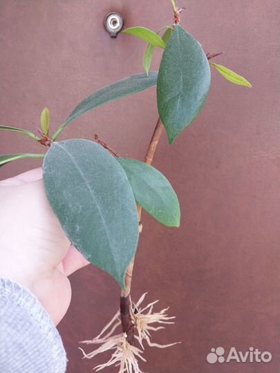 Фикус бокальчатоприлистниковый