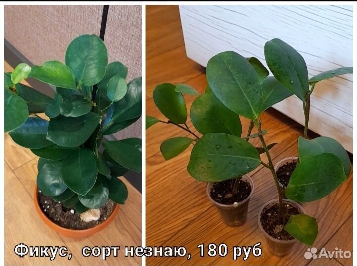 Фикус милана