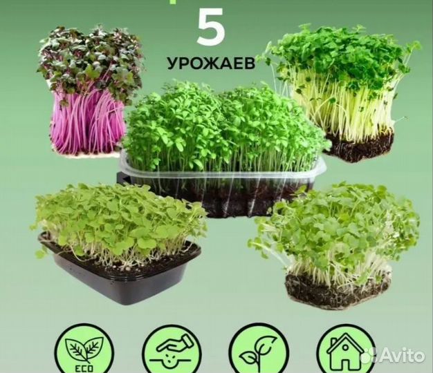 Набор для выращивания микрозелени