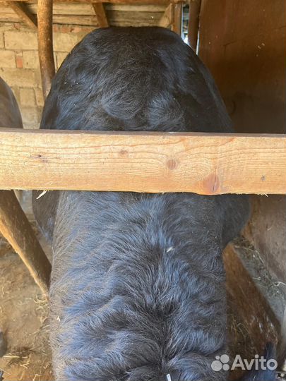 Бык на мясо