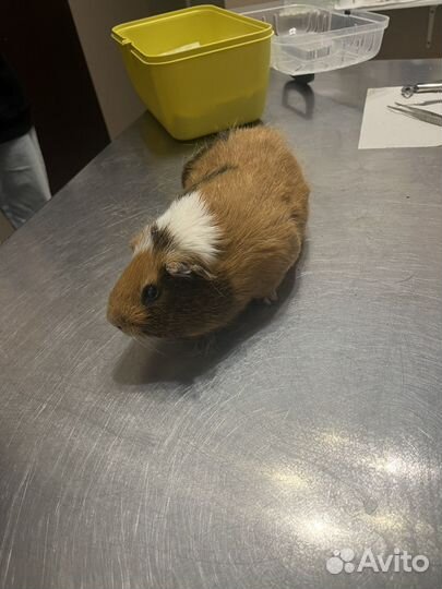 Ратолог(Грызуны) Онлайн Консультация,выезд