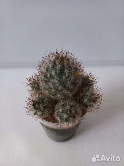 Кактус, хавортия (суккуленты)