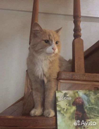 Степа ищет дом