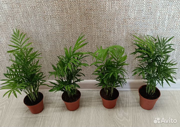 Пальма хамедорея