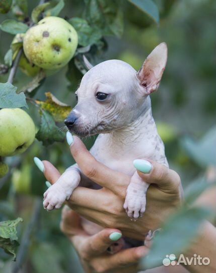 Ксолоитцкуинтли