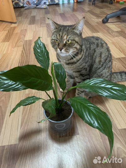 Спатифиллум (женское счастье)