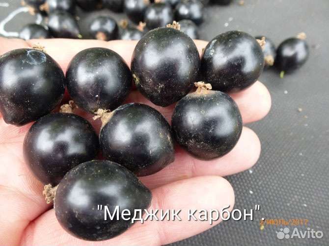 Саженцы черной смородины