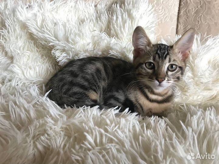 Бенгальский котенок девочка