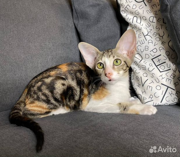 Котёнок ориентал