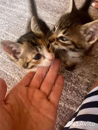 2 очень милых феечки (настоящих крымских котёнка)