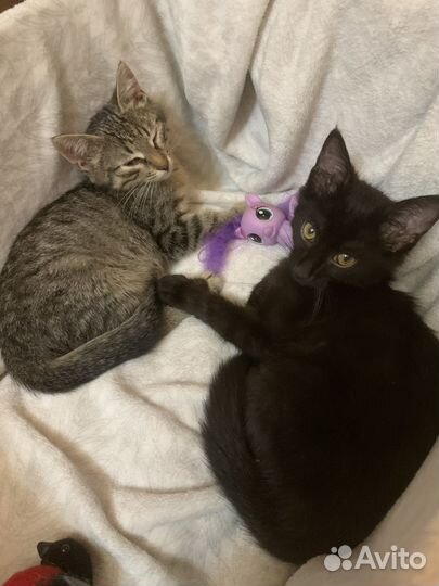 Два котенка мальчик и девочка