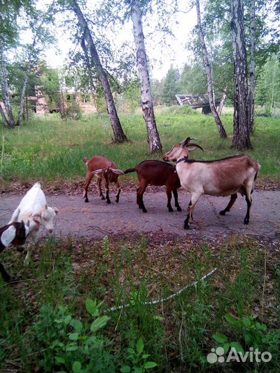 Продажа молодых козликов