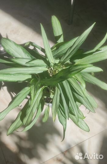 Аглаонема Вайт Ленс (Белое Копьё)