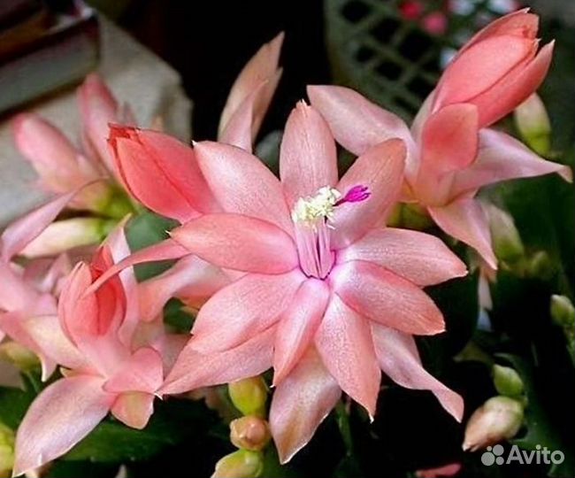 Декабрист шлюмбергера сортовые