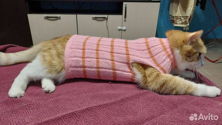 Безрукавка для кошек