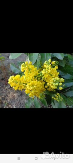 Магония падуболистная