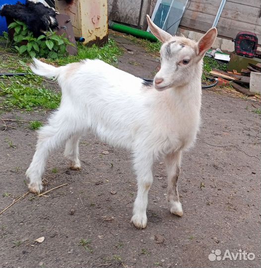 Альпийская козочка