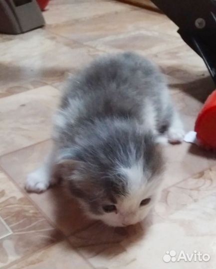 Котята добрым людям