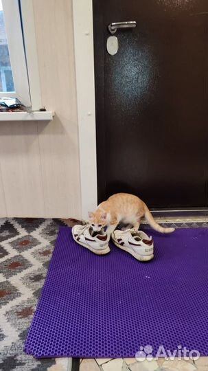 Котик рыжый