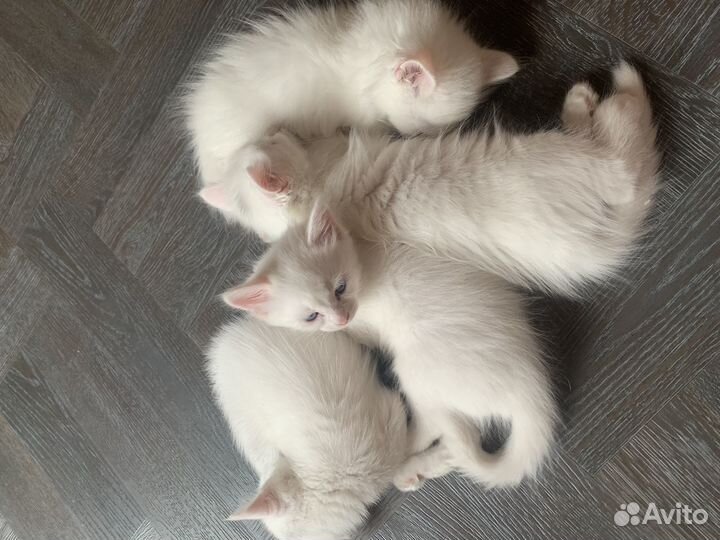 Котята турецкой ангоры