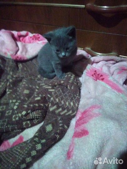 Котёнок девочка в дар
