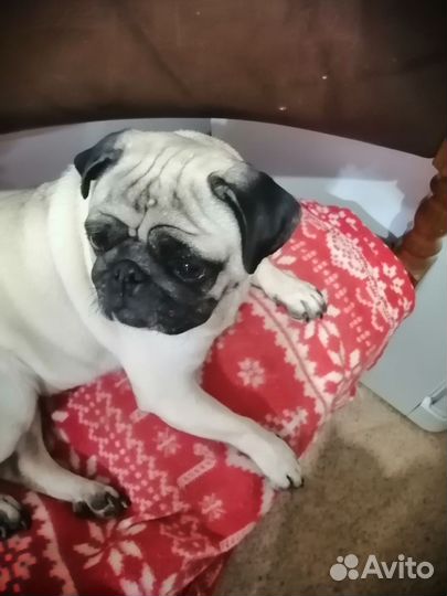 Мопсы продажа