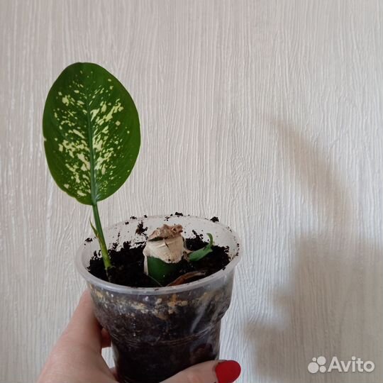 Диффенбахия