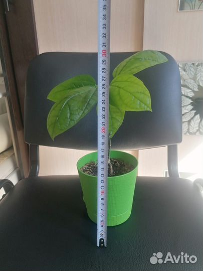 Клеродендрум Томпсана