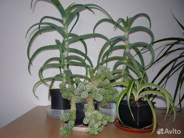 Алое, хлорофитум, кактус, циперус