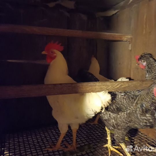 Продам петушков