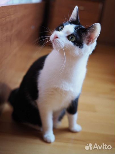 Миниатюрная, молодая, ласковая кошка в дар