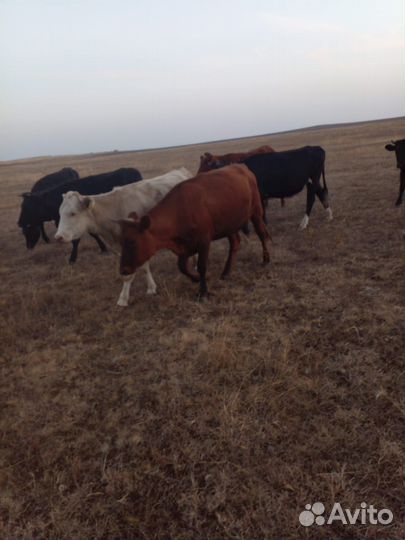 Телки стельные