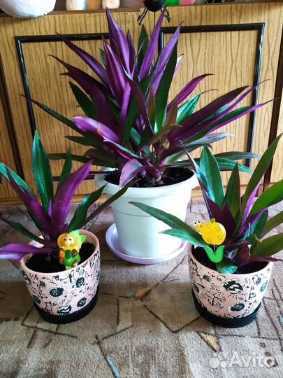 Комнатные растения цветы