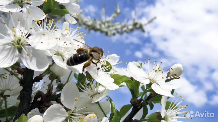 Пчелопакеты матки ульи мининуки